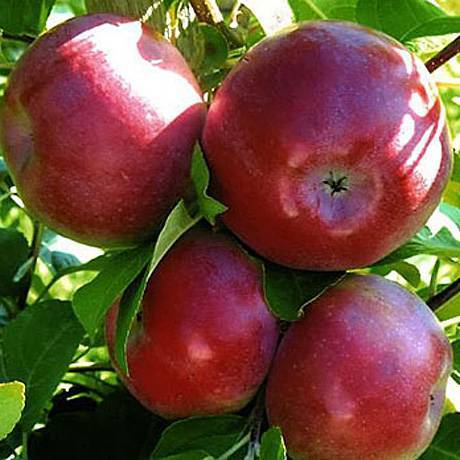 Яблоня лобо: старый сорт с крупными красивыми плодами