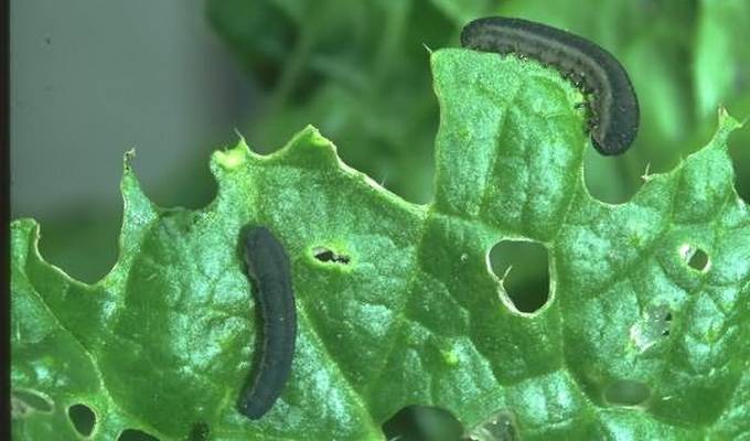 Борьба с вредителями и болезнями капусты в открытом грунте