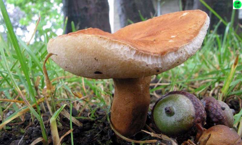 Цезарский гриб — кесарев мухомор: экология и распространение, описание, свойства и особенности (фото + видео)
