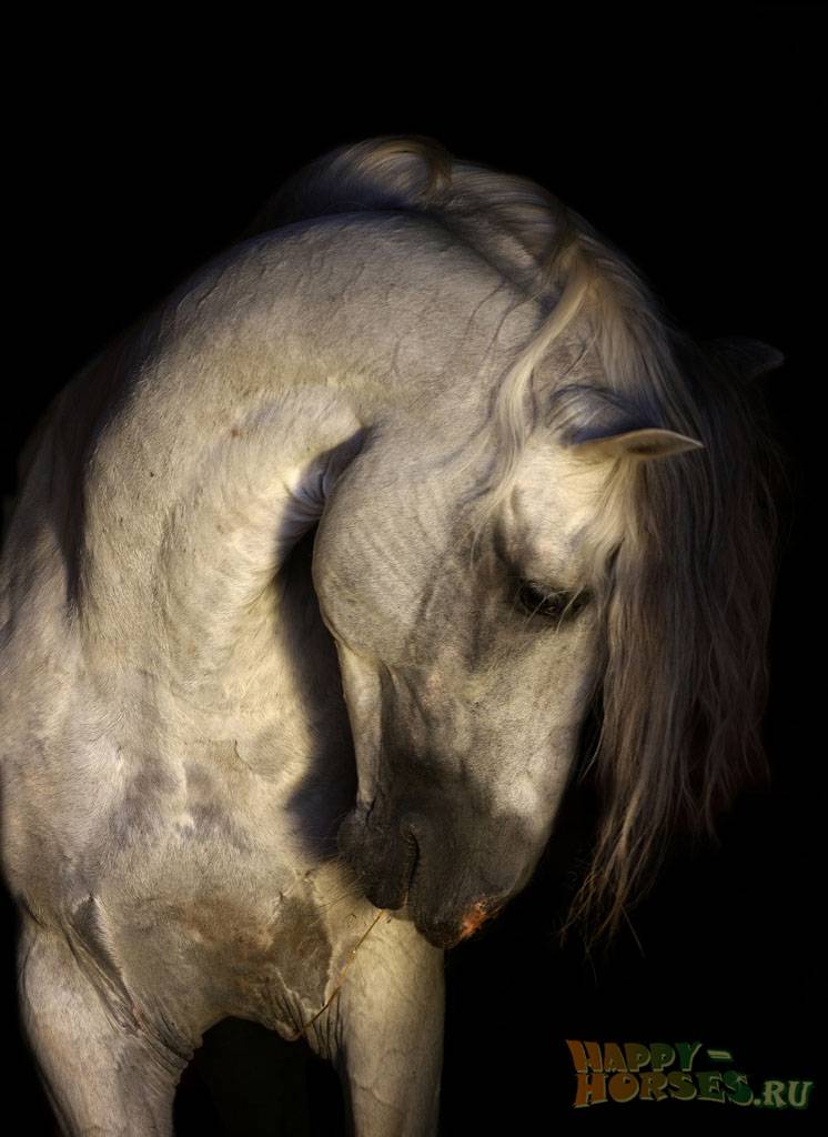 Об андалузской лошади: испанская порода лошадей, описание, характеристики