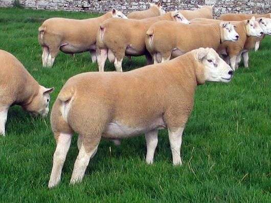 Порода овец тексель: описание, технология содержания и разведения