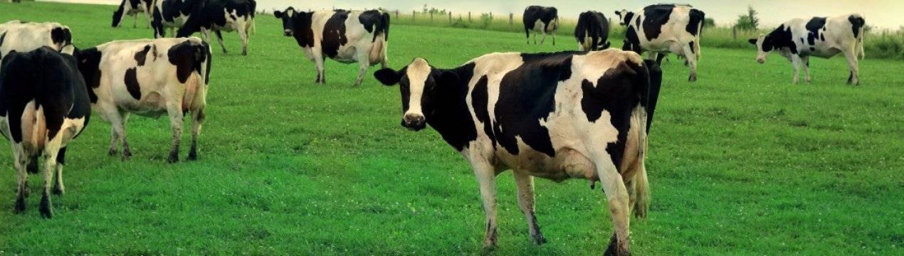 Сколько весит корова, как рассчитать живой вес крс