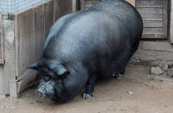 Как проходит случка у свиней: интересные факты и видео
как проходит случка у свиней: интересные факты и видео
