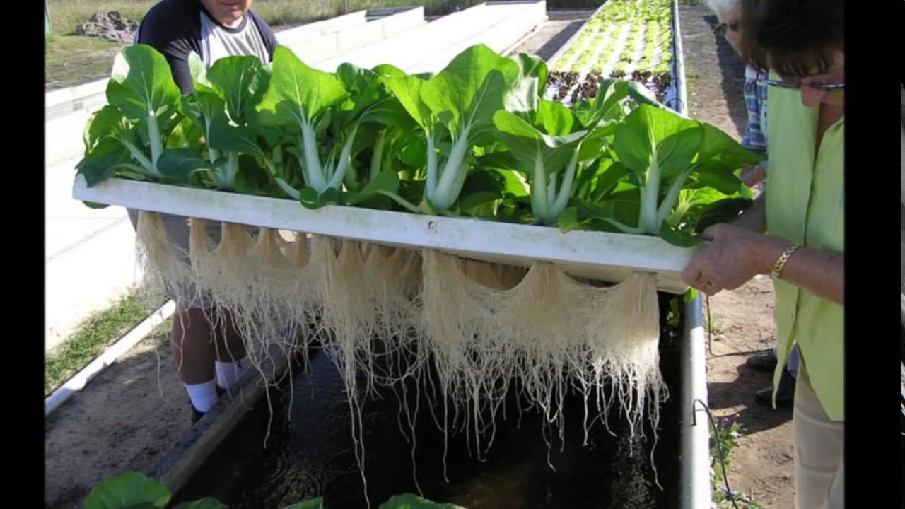 Гидропонные устройства для выращивания зелени: готовые варианты, изготовление своими руками