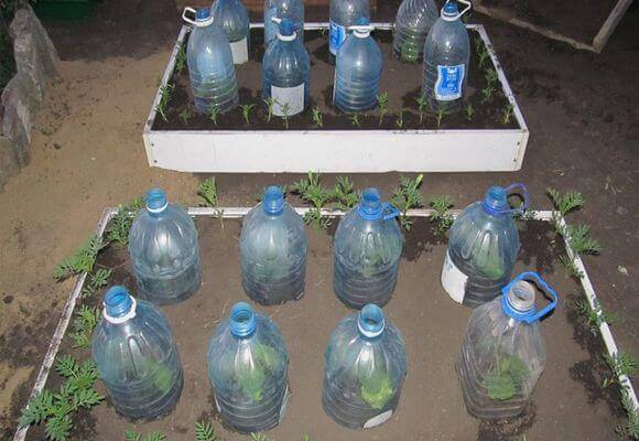 Посадка огурцов в 5 литровых бутылках: преимущества метода