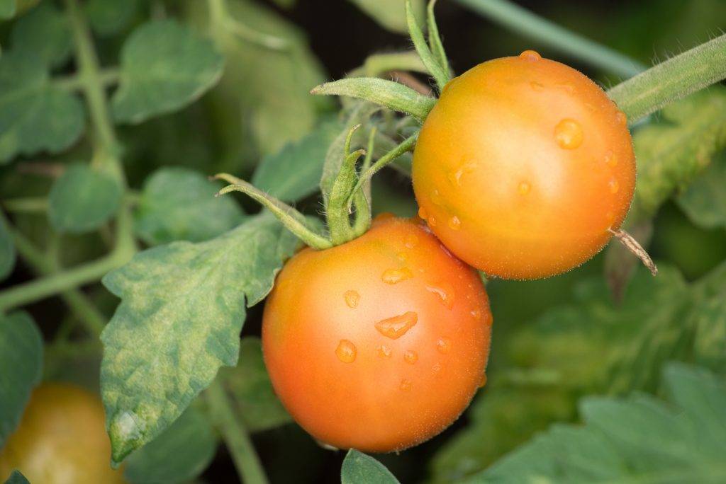 Болезни рассады томатов описание, фото, способы и методы лечения
