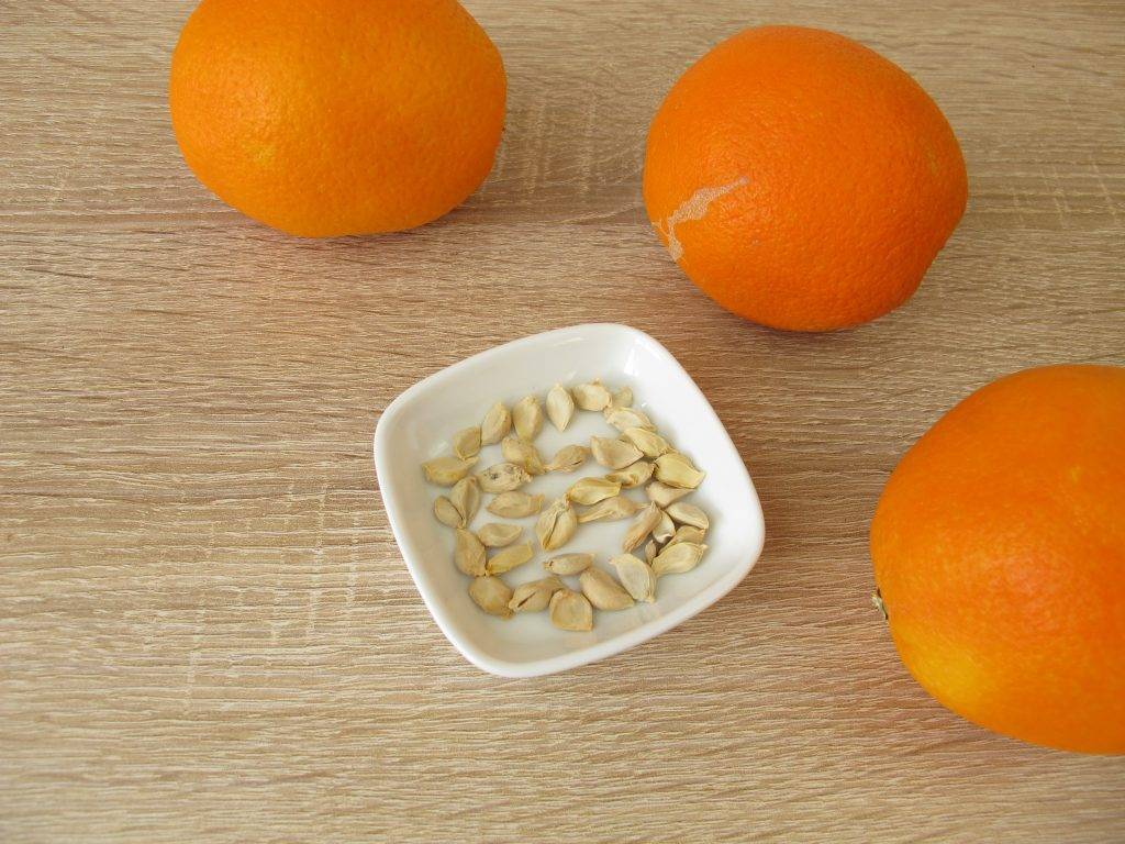 Апельсиновое дерево в домашних условиях: выращивание из косточки, особенности ухода, оптимальная среда + лучшие сорта