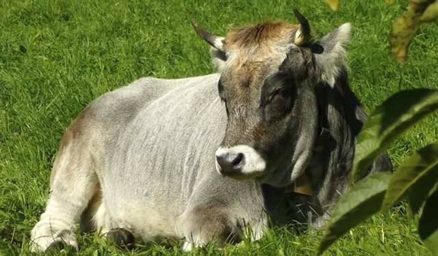Как узнать вес крс без весов: быка, коровы, теленка