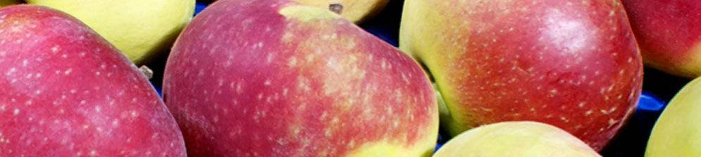 Яблоня лобо: описание сорта яблок, посадка и уход + фото, отзывы