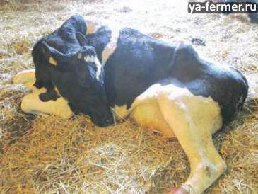 Послеродовой парез у коров: признаки, причины, профилактика и лечение родильного пареза