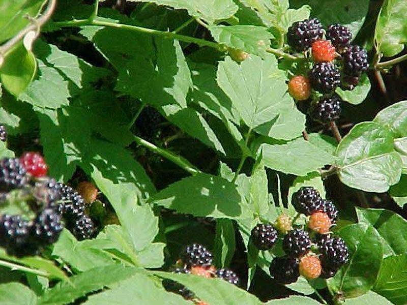 Ежевика агавам: описание сорта, посадка и уход, отзывы садоводов