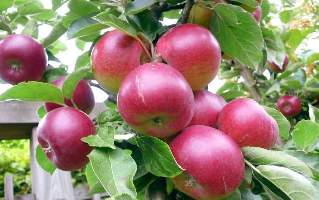 Яблоня колоновидная - выращивание и уход - полезные свойства | дом, сад и огород