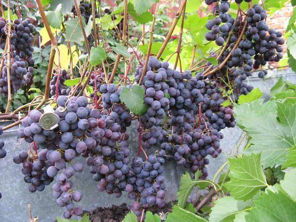 Виноград загадка шарова: характеристика сорта, посадка и уход