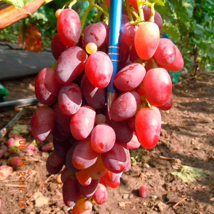 Описание винограда ягуар - всёпродачу