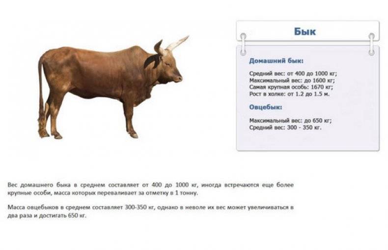 Как быстро откормить быка до 300 кг?