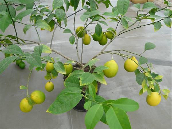 Лимон лунарио – самый плодовитый и неприхотливый  