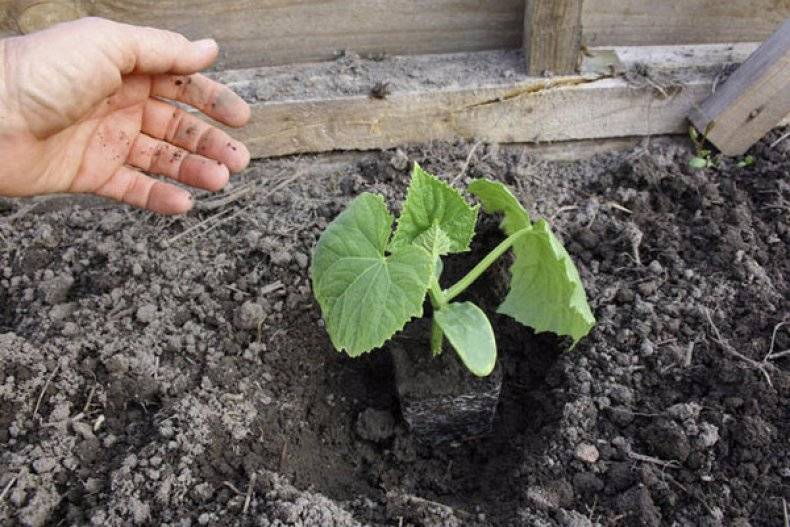 Как посадить огурцы в открытый грунт семенами