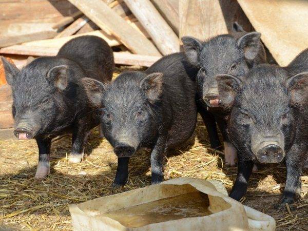 Содержание свиней — постройка, оборудование, расположение, ветеринарные нормы и правила (90 фото)