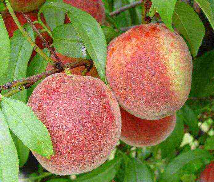 Нектарины вырастить в подмосковье. правила выбора сорта персика и нектарина для подмосковья | зелёный сад