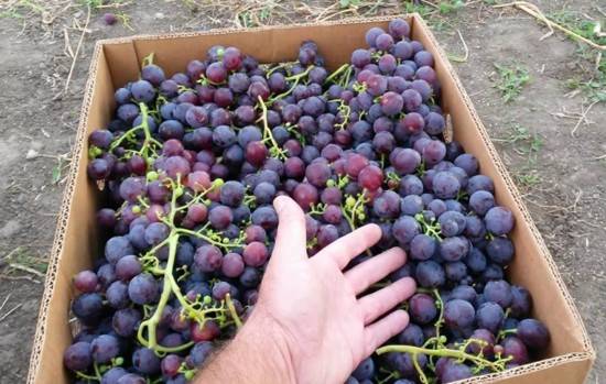 Характеристики и описание винограда сорта забава, посадка и уход