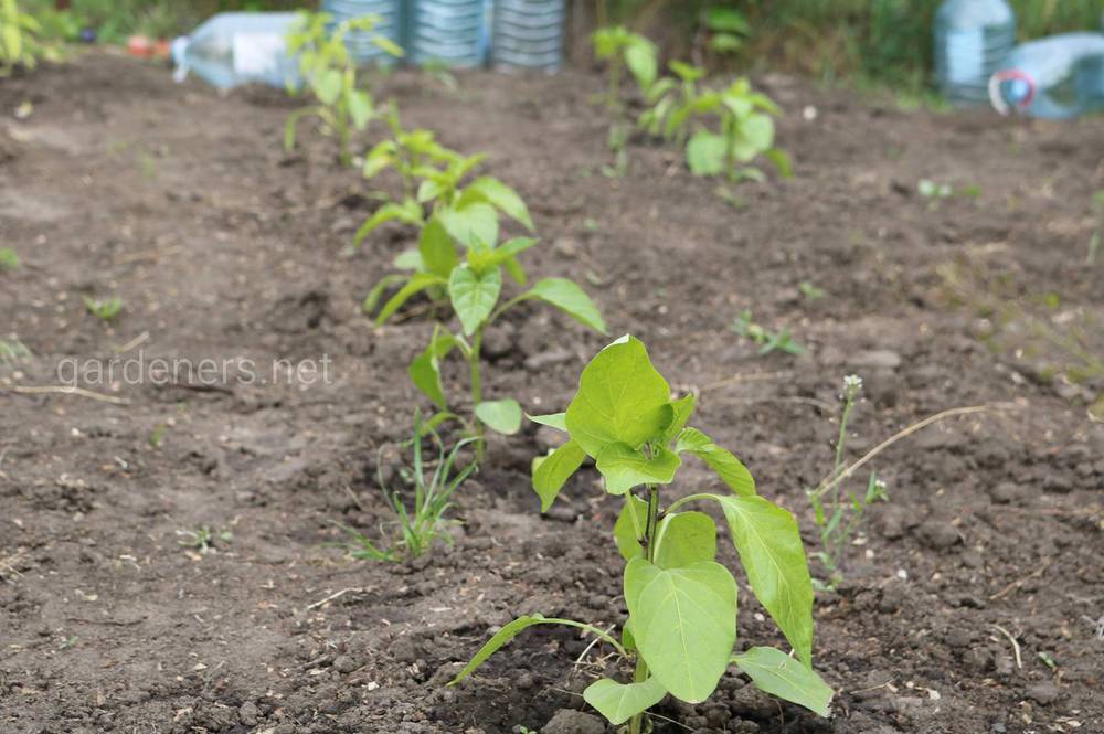 Глинистая почва на участке: как ее определить и улучшить?