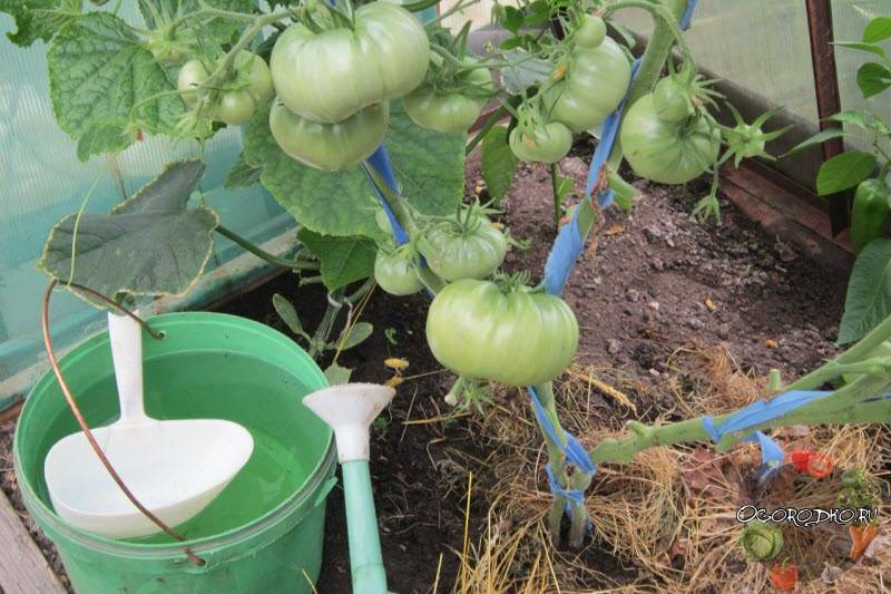 Как подкормить томаты после высадки в теплицу