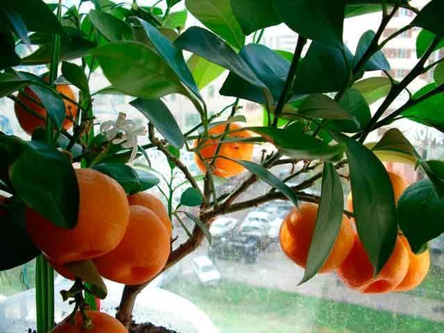 Выращивание мандарина Уншиу