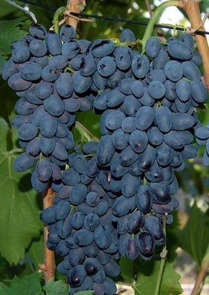 Виноград "аттика": описание сорта, фото, отзывы садоводов