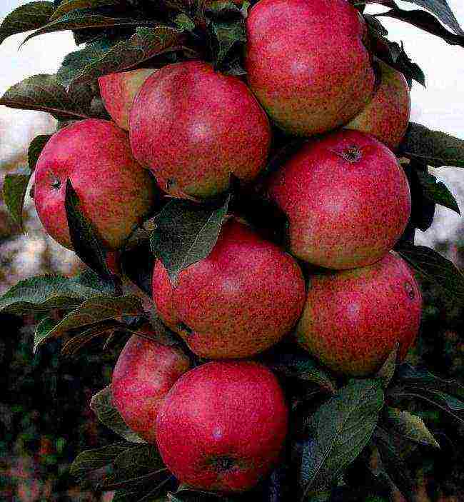 Яблоня колоновидная: фото, посадка и уход, как плодоносит