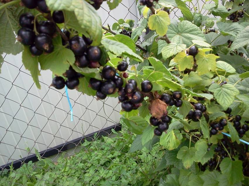 Причины отсутствия плодоношения у кустов черной смородины