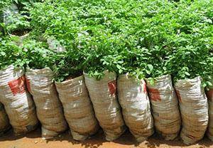 Технология выращивания картофеля в мешках пошагово