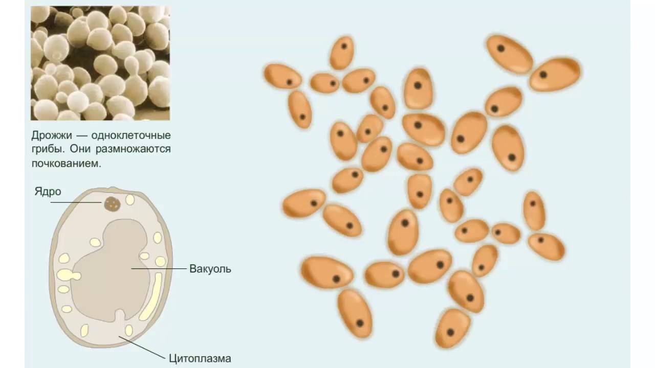 Как размножаются грибы — информация для начинающего грибовода