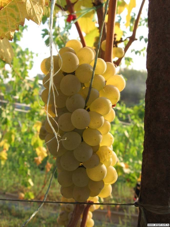 Выращивание винограда Солярис