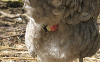У курицы выпал яйцевод: что делать, причины и лечение, профилактика