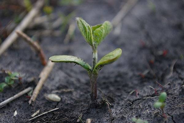 Статица — выращивание из семян и когда сажать на рассаду для 2021 года