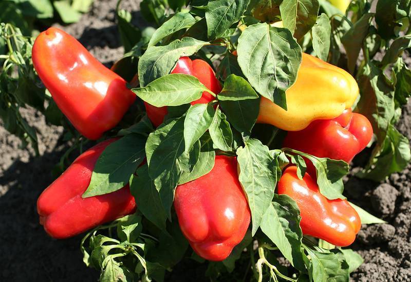 Когда и как сажать перец в теплице правильно: пошаговая инструкция для начинающих огородников