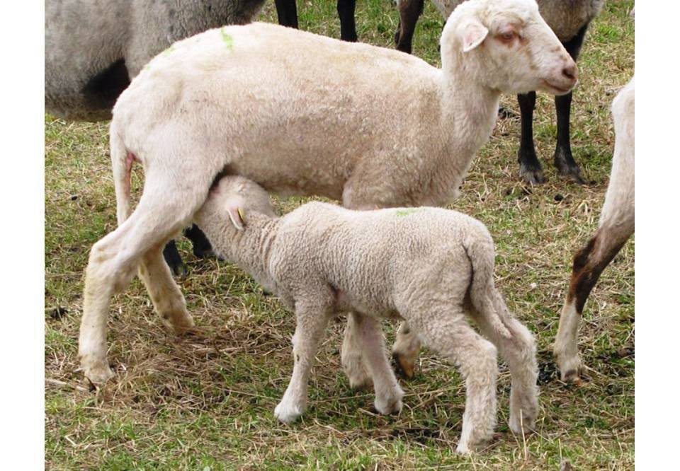 Искусственное вскармливание ягнят сирот или как выкормить новорожденного ягненка без овцы
искусственное вскармливание ягнят сирот или как выкормить новорожденного ягненка без овцы