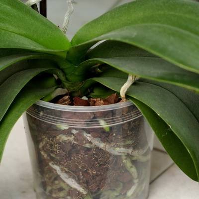Орхидея фаленопсис: пересадка, размножение и описание цветка (115 фото)