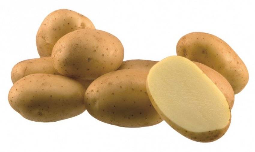 Описание картофеля сильвана