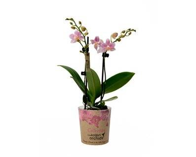 Комнатная орхидея фаленопсис. описание цветка и советы по выращиванию и уходу