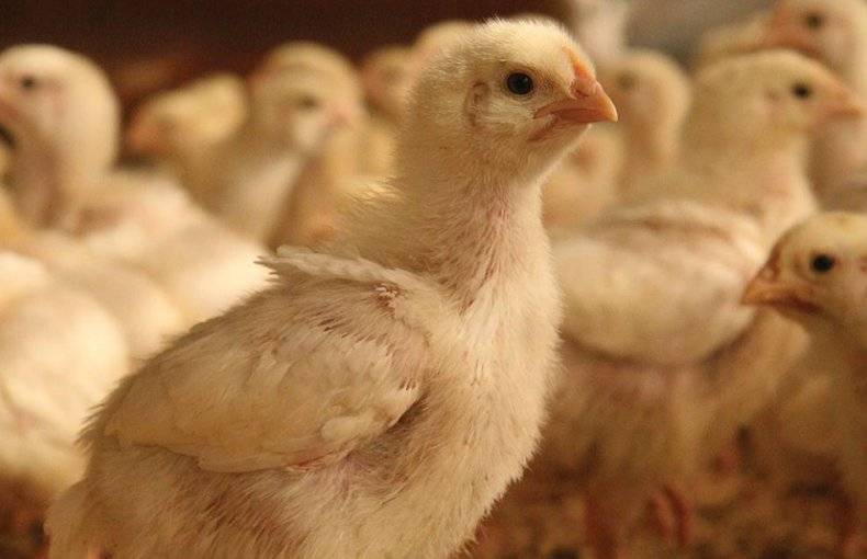 О поносе у цыплят: что делать, чем лечить бройлеров в домашних условиях