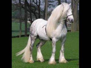 Какие виды коней пони существуют, и какие из всех мини лошадок самые красивые?