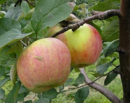 Зимний сорт яблок (31 фото): самые зимостойкие яблони для сибири и средней полосы, описание и отзывы о сортах «красавица» и «московское зимнее»