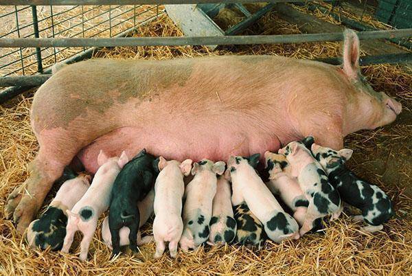 Спаривание (случка) свиней в домашних условиях