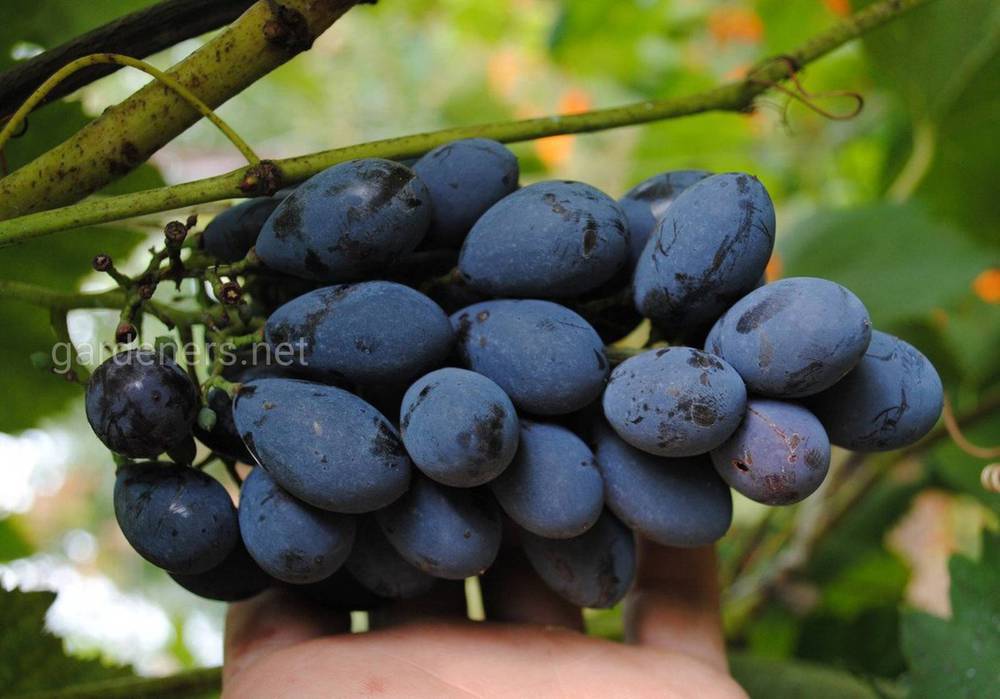 Виноград блек гранд : что нужно знать о нем, описание сорта, отзывы