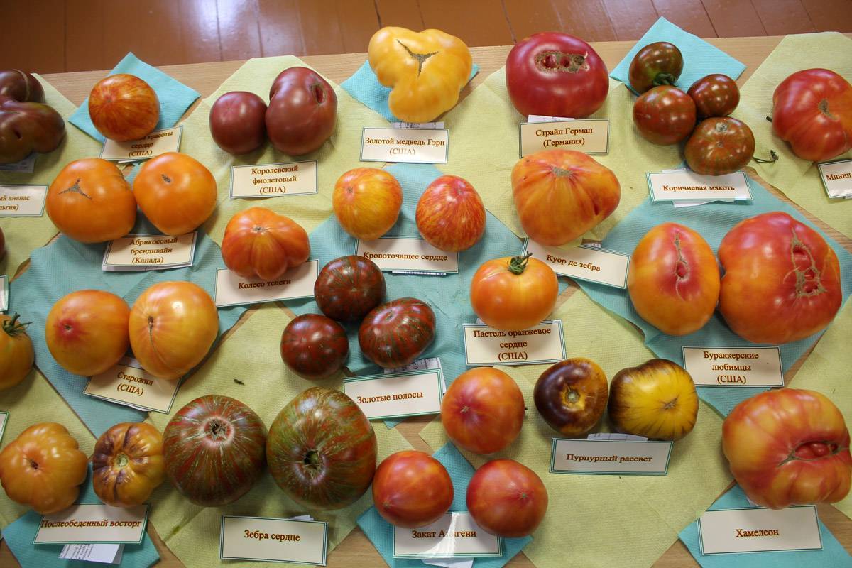 Выращивание томата бурракерские любимцы