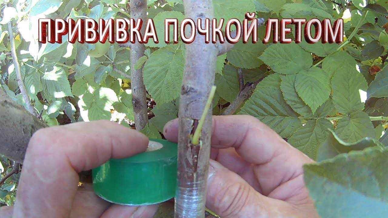  прививка плодовых деревьев, сроки и методы прививки
