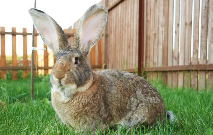 Кролик ризен — описание немецкой породы, характеристика и особенности разведения