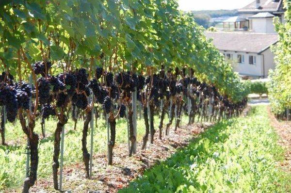 Шпалера для винограда: правила сооружения и установки