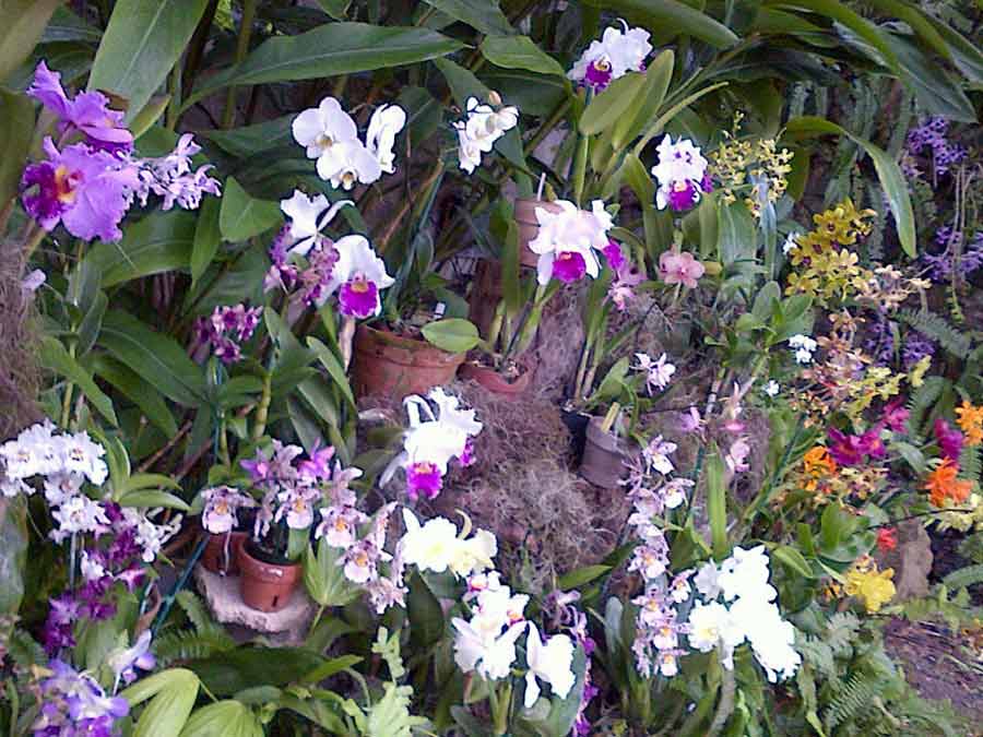 Как в домашних условиях вырастить орхидею из семян из китая: как выглядит посевной материал, как его можно правильно сажать, а также фото selo.guru — интернет портал о сельском хозяйстве